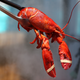 Illustration for article titled PETA puts Maine in a pinch with new anti-lobster airport signs